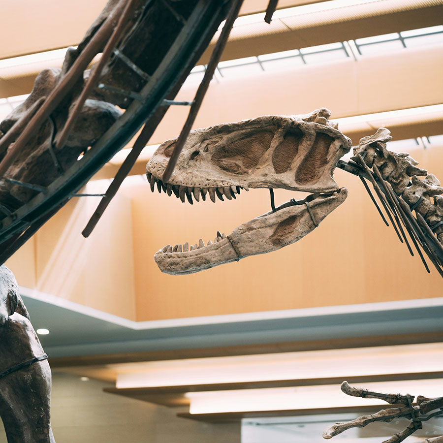 Museum with large dinosaur skeletons.
