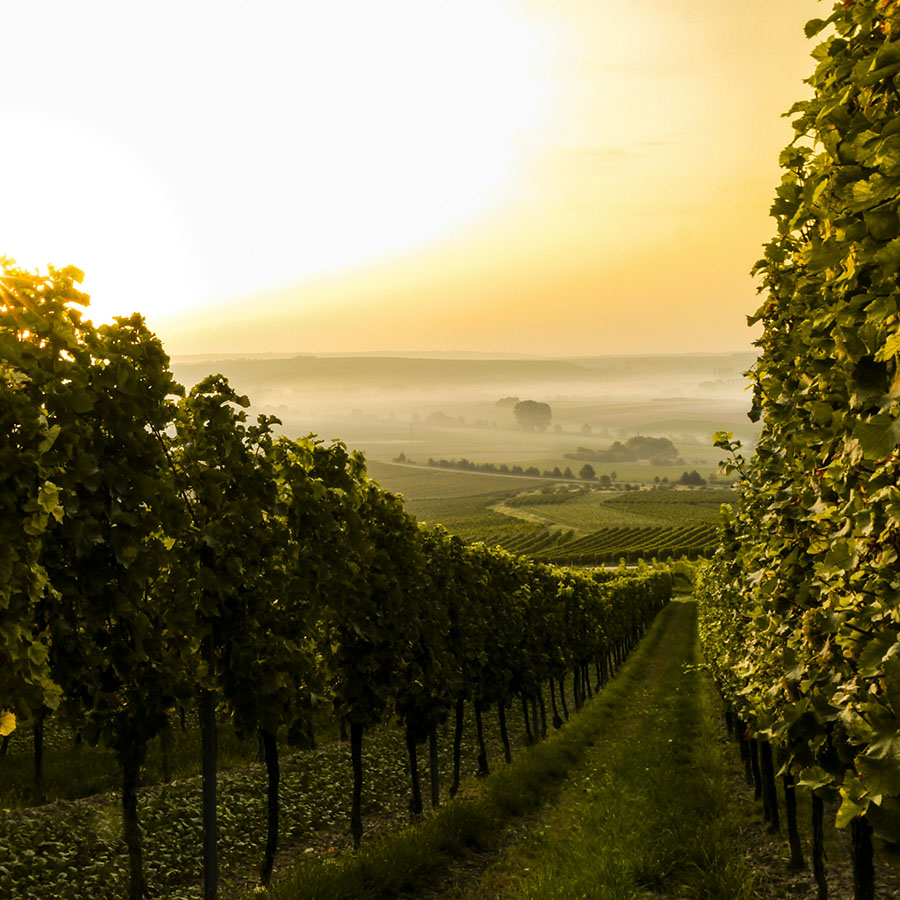 Vineyard stretching into the distance under sunrise.